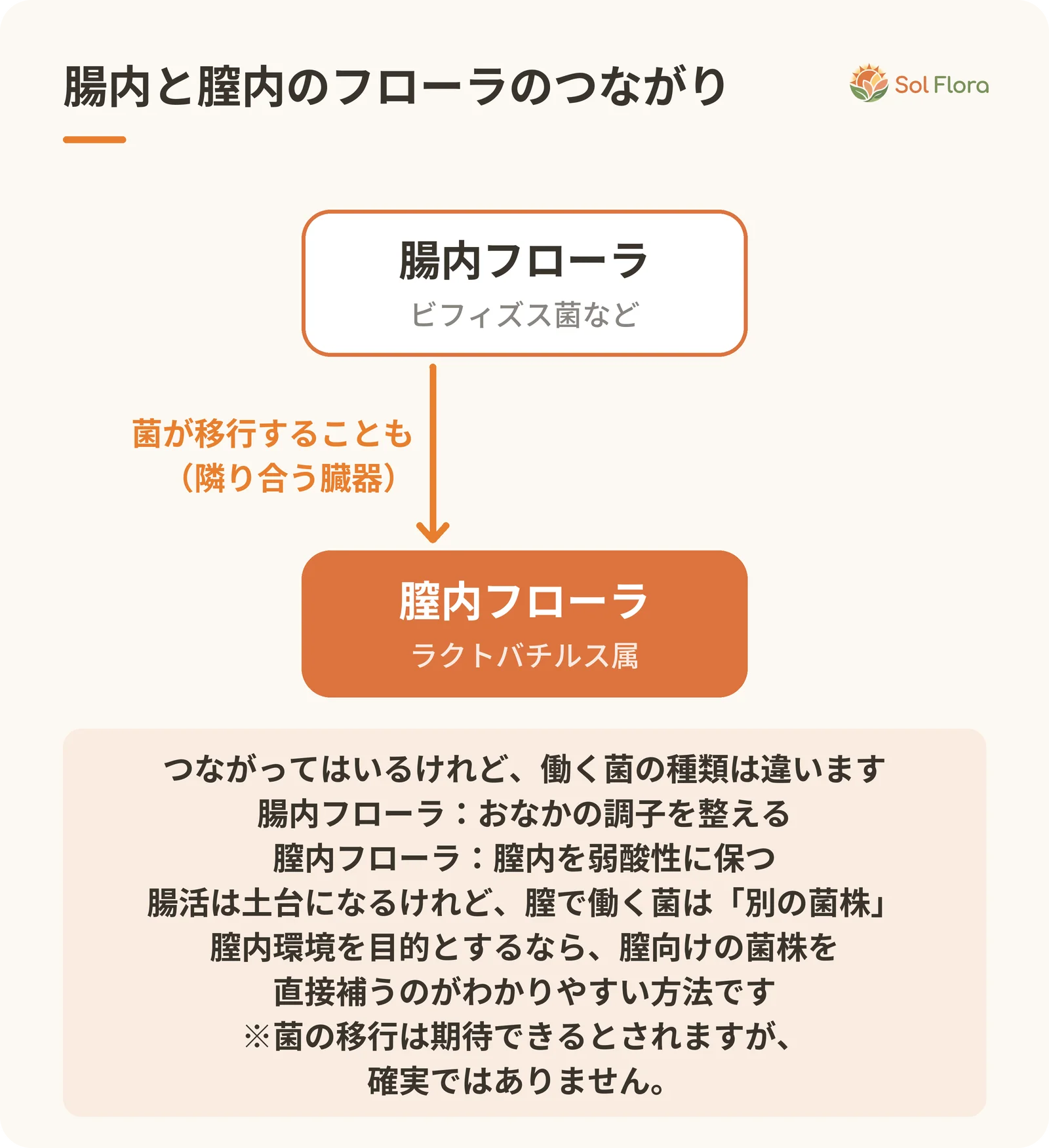 腸内フローラ（ビフィズス菌など）から膣内フローラ（ラクトバチルス属）へ菌が移行することもある、というつながりを示すしくみ図